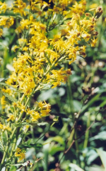 20010700_goumois_les-royes_solidago_virgaurea_02.jpg