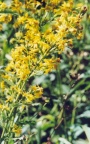 Solidago virgaurea, Solidage verge d'or