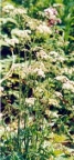 Pimpinella major, Grand boucage