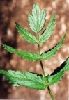 Pimpinella major, Grand boucage