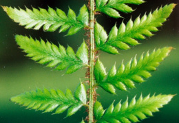 Polystichum aculeatum