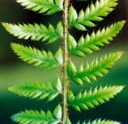 Polystichum aculeatum