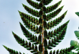 Polystichum aculeatum