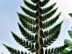 Polystichum aculeatum