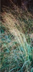 Molinia arundinacea