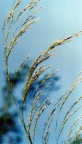 Molinia arundinacea