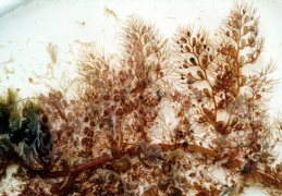 Utricularia vulgaris, Utriculaire commune