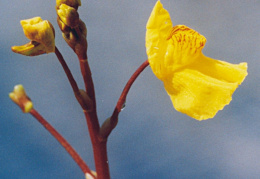 Utricularia vulgaris, Utriculaire commune