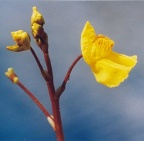 Utricularia vulgaris, Utriculaire commune