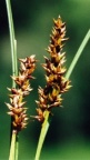 Carex diandra