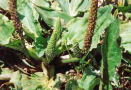 Plantago major, Grand plantain