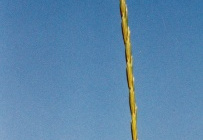 Elymus repens
