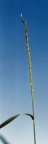 Elymus repens
