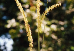 Elymus repens