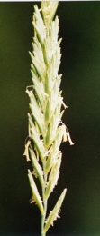 Elymus repens