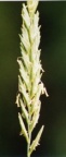Elymus repens