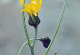 Hieracium lachenalii, Épervière de Lachenal