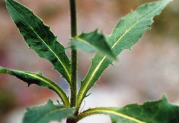 Hieracium lachenalii, Épervière de Lachenal