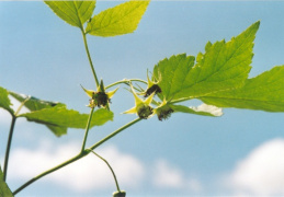 Rubus idaeus, Framboisier