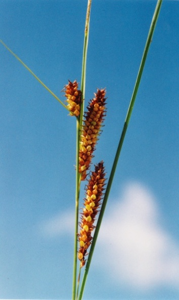 20010700_les-genevez_les-embreux_carex_vesicaria_02.jpg