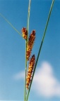 Carex vesicaria