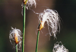 Trichophorum alpinum, Trichophore des Alpes