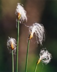 Trichophorum alpinum, Trichophore des Alpes