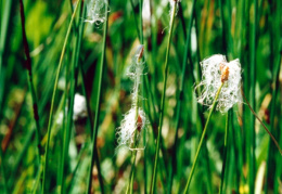 Trichophorum alpinum, Trichophore des Alpes