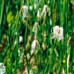 Trichophorum alpinum, Trichophore des Alpes