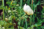 Rosa spinosissima