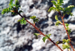 Rosa spinosissima