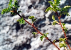 Rosa spinosissima