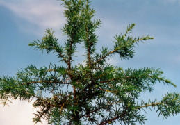 Juniperus communis