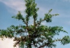 Juniperus communis