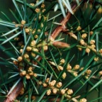 Juniperus communis