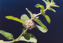 Mentha arvensis, Menthe des champs