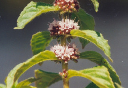 Mentha arvensis, Menthe des champs