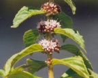 Mentha arvensis, Menthe des champs
