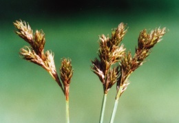 Carex leporina