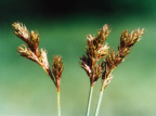 Carex leporina
