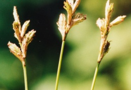 Carex leporina