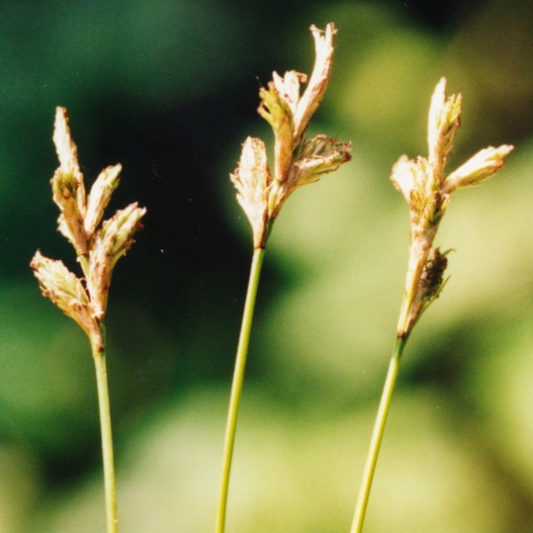 20010700_sorvilier_carex_leporina_02.jpg