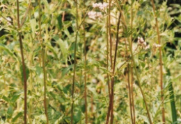 Valeriana officinalis, Valériane officinale