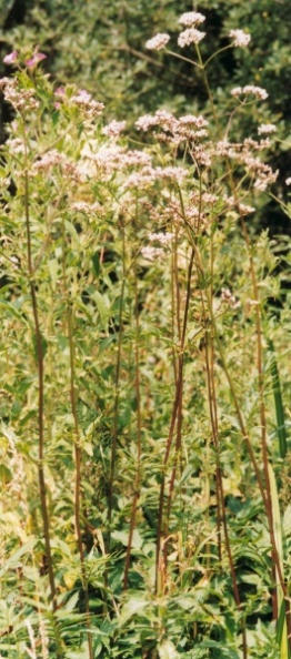 20010700_sorvilier_valeriana_officinalis_01.jpg