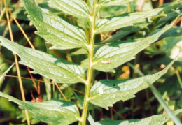 Valeriana officinalis, Valériane officinale