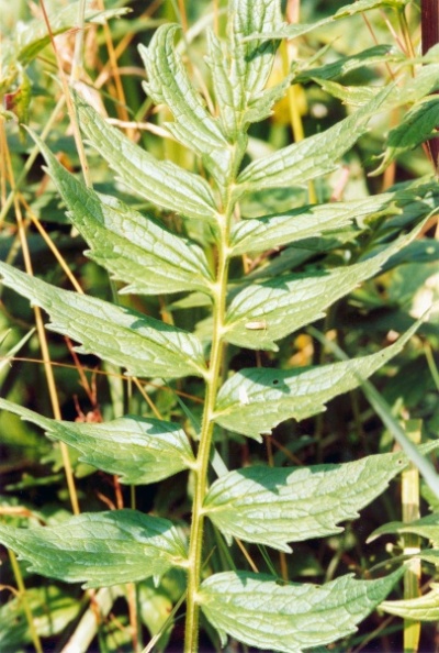 20010700_sorvilier_valeriana_officinalis_02.jpg