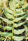 Valeriana officinalis, Valériane officinale