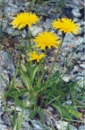 Leontodon hispidus, Liondent hispide
