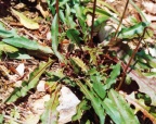 Leontodon hispidus, Liondent hispide