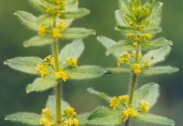 Cruciata laevipes, Gaillet croisette